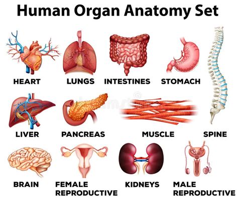 Diagram La Mostra Dell Anatomia Del Corpo Umano Con I Nomi