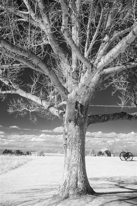 naked tree 1 photograph by said elmobasher fine art america