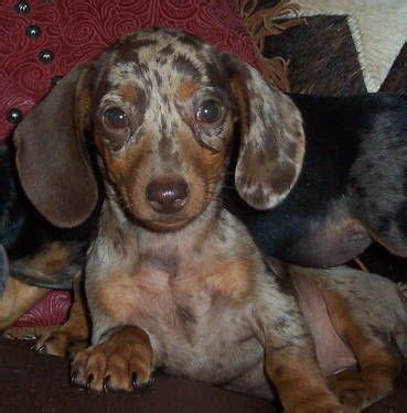 Breakage is most often seen in the frontal area, where hair is. Are dachshunds good with children? Easy to train? Why do ...