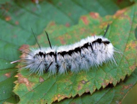 Fuzzy Fall Visitors Caterpillars That Attract Attention And Could