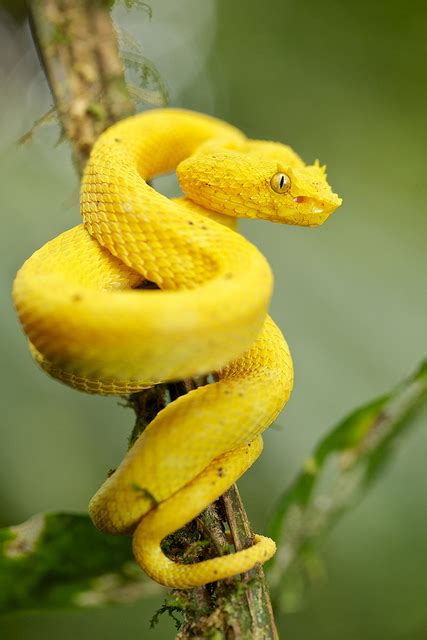 Yellow Snake Reptiles Photo 40234916 Fanpop