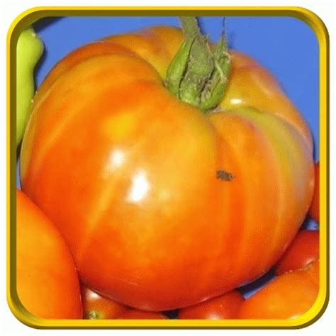 Heirloom tomatoes are just what their name implies. Pineapple Tomato Seeds | Pineapple Heirloom Tomatoes ...
