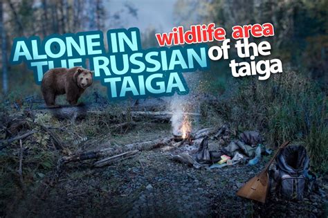 Alone In Wildlife Area The Russian Of The Taiga Taiga R