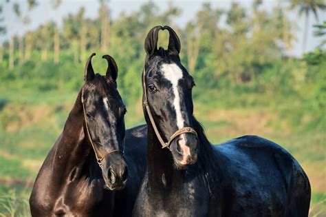 6 Indian Horse Breeds Including Famous Polo Pony Horses And Foals