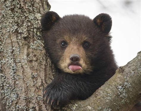 Extra Cute Baby Bear Baby Animals Animals Beautiful Bear Pictures
