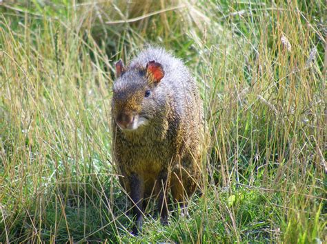 Azaras Agouti At Noahs Ark Zoo Farm 31 July 2010 Zoochat