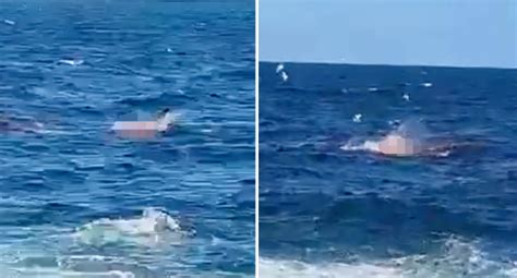Terrifying Shark Attack In Sydney Caught On Video