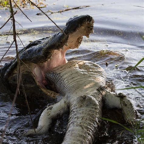 Photo By Bobbywummerphotography Huge Gator Eating Another Gator