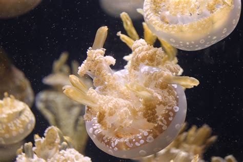 Animal Jellyfish 4k Ultra Hd Wallpaper