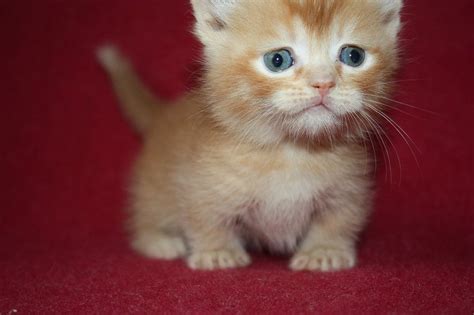 Teacup Orange Kitten Scottish Fold Munchkin Cat Allergies Munchkin