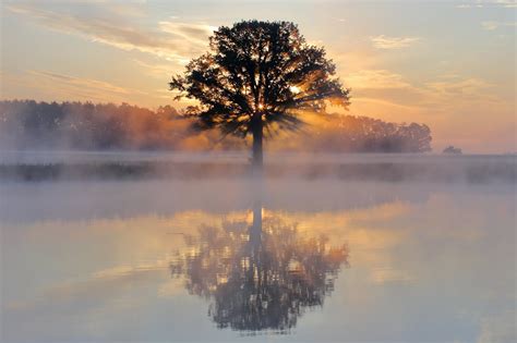 580x550 Tree Reflection In Lake 580x550 Resolution Wallpaper Hd Nature