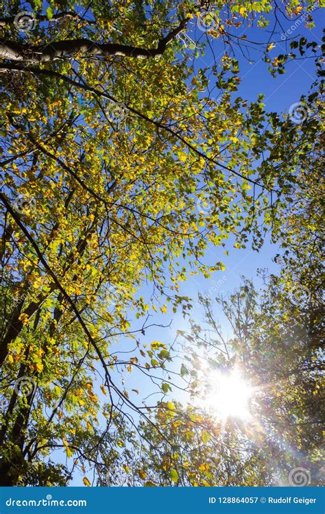 Sunbeams Through Indian Summer Forest Trees Leaves Stock Image Image