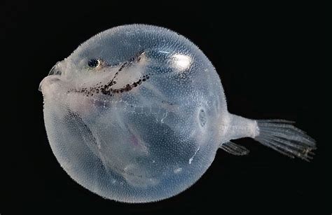 These Underwater Creatures Look Like Something From A Different Planet