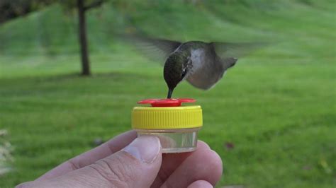 Hand Feeding Hummingbirds In Minnesota Using Nectar Dots Humming