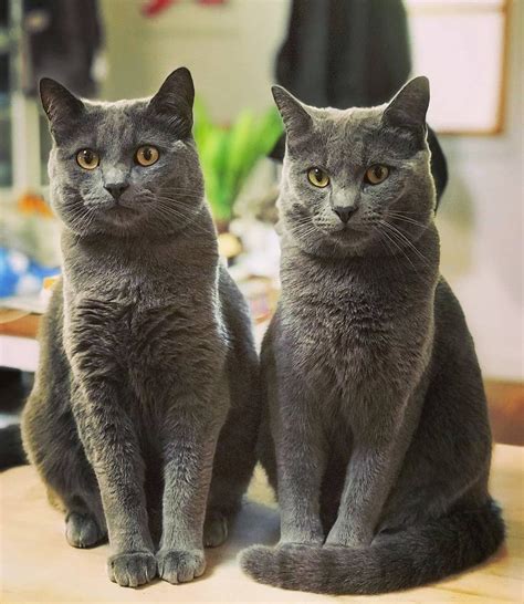 Chartreux Cats Of The Day Baby Cats Chartreux Cat Cute Cat Drawing