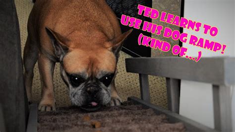 Teach your french bulldog to respect you respect training is the dog training method i use and recommend for training french bulldogs. French Bulldog Training 101: Dog Ramp Adventures with Ted ...