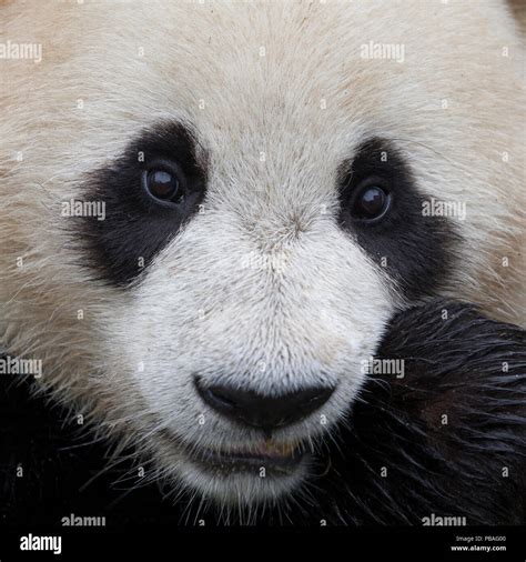 Giant Panda Face