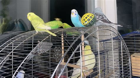 Parakeets Chiriping Singing The Most Relaxing And Natural Sound Help