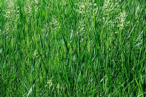 How To Grow And Care For Tall Fescue Grass