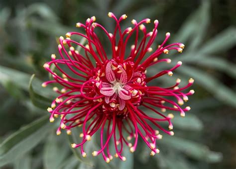 10 Native Australian Flowers And Their Symbolism Topbackyards