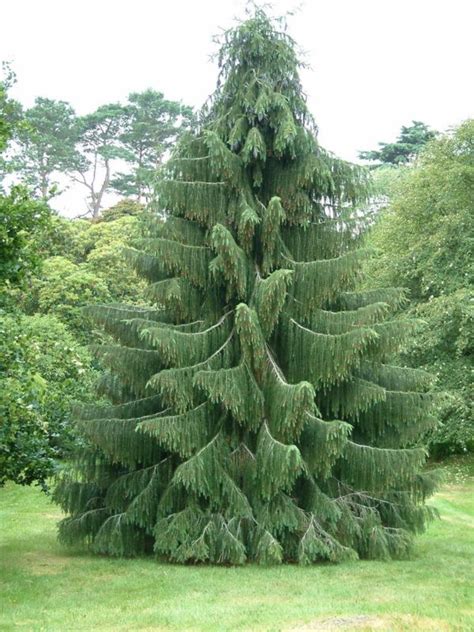 himalayan spruce is a tall pyramidal needled conifer with horizontal branching and drooping
