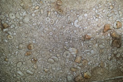 Maybe you would like to learn more about one of these? What are these fossils found in SW Missouri? : fossilid