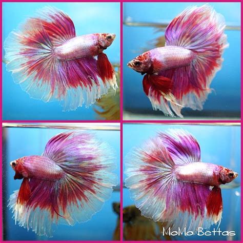 Live Betta Fish Male Fancy Purple Marble Rosetail Big Fins Halfmoon Hm
