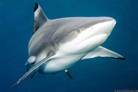 How Long Is A Blacknose Shark Solsarin