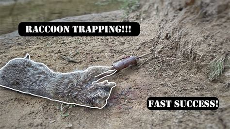 Coon Trapping For The Turkeys Quick Results Youtube