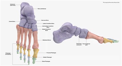 Proximal Phalanx Foot Anatomy