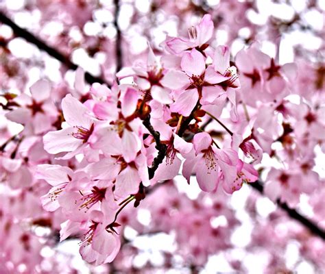 Cherry Blossoms Edwards Gardens Toronto On Snuffy Flickr