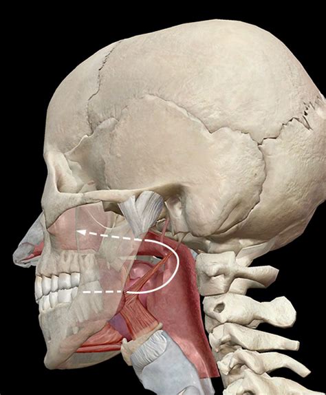 Anatomy And Physiology The Terrific Tongue