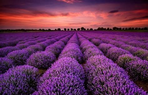 Lavender Field At Sunset Multicolour Colours Canvas Prints