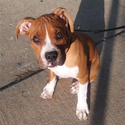 First Time Boxer Owner Potty Training Help Boxer Breed Dog Forums
