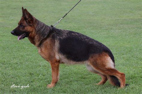 The dog's dad is ando and advertised on her website as being a top dog sire: Phina v Haus Brezel