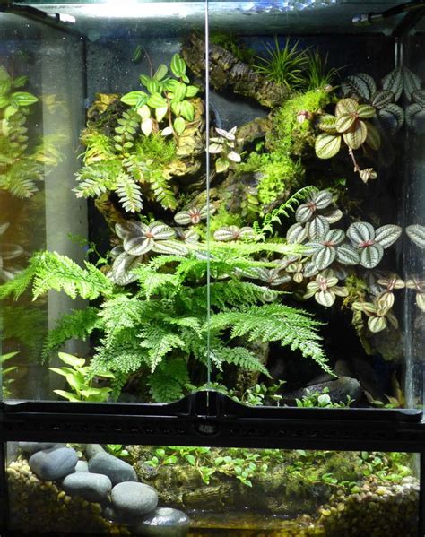 Details About Bunch Umbrella Fern Live Tropical Plant For