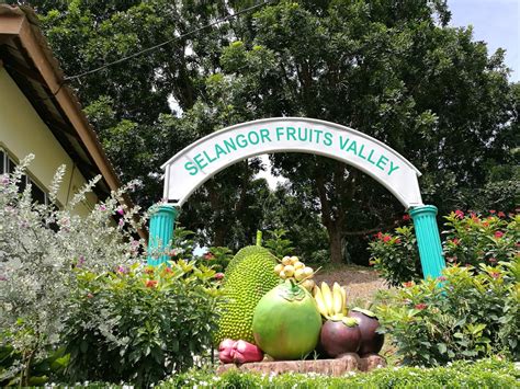 Search hotels in selangor, malaysia. Selangor Fruit Valley (SFV) - Crazy About Dinosaurs