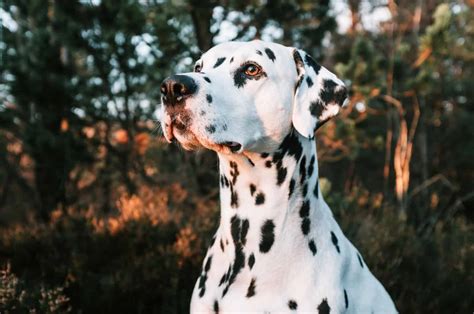 How Much Do Dalmatians Cost Crunching Numbers