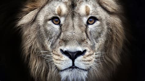 wallpaper lion  animals