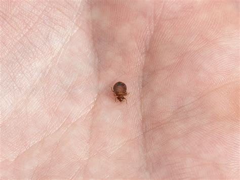 How Big Are Bed Bugs To The Human Eye Bed Western