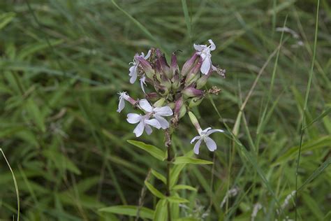 Flower of the week group unforgetable flowers. Minnesota Seasons - bouncing bet