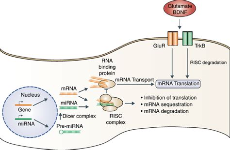 In this review we discuss how a decision to translate or to degrade a cytoplasmic mrna is reached. Regulation of mRNA translation by miRNAs. The ability of ...