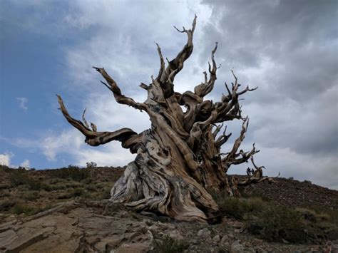 “gran Abuelo” El árbol Más Antiguo Del Mundo Podría Encontrarse En Chile Minuto Neuquen