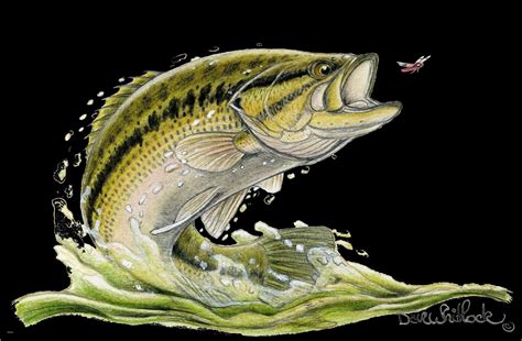 Bass Fish Wallpapers Top Free Bass Fish Backgrounds Wallpaperaccess