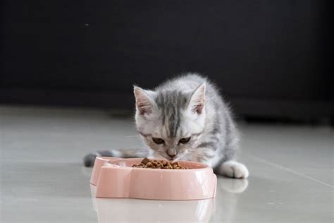 When Do Kittens Start Eating Food And Drinking Water Vet Approved Advice Porchtop Blogs