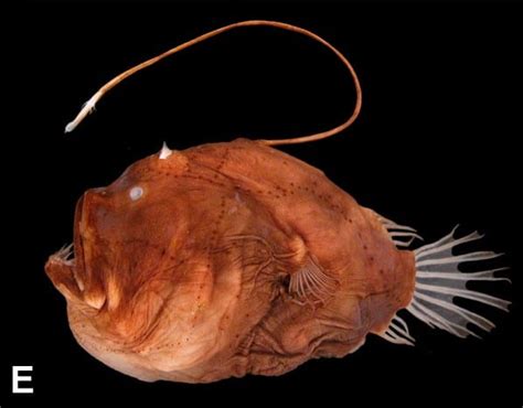 Lure Attracts Prey Anglerfishes Asknature