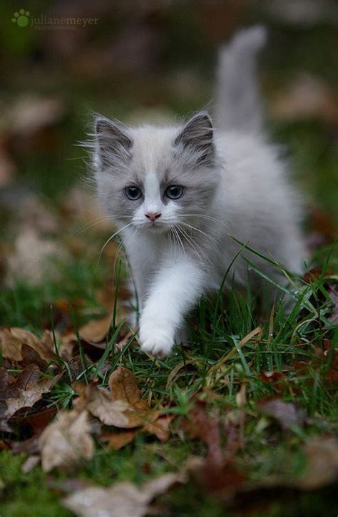 2407 Best Cute Animals Images On Pinterest Pets