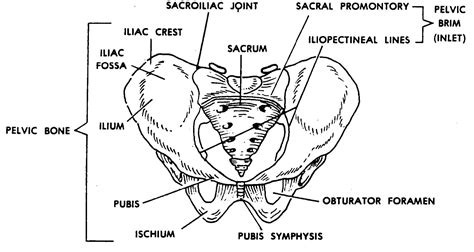 Images 04 Skeletal System Basic Human Anatomy