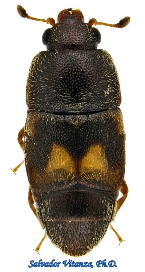 Coleoptera Nitidulidae Carpophilus Hemipterus Sap Feeding Beetles Male