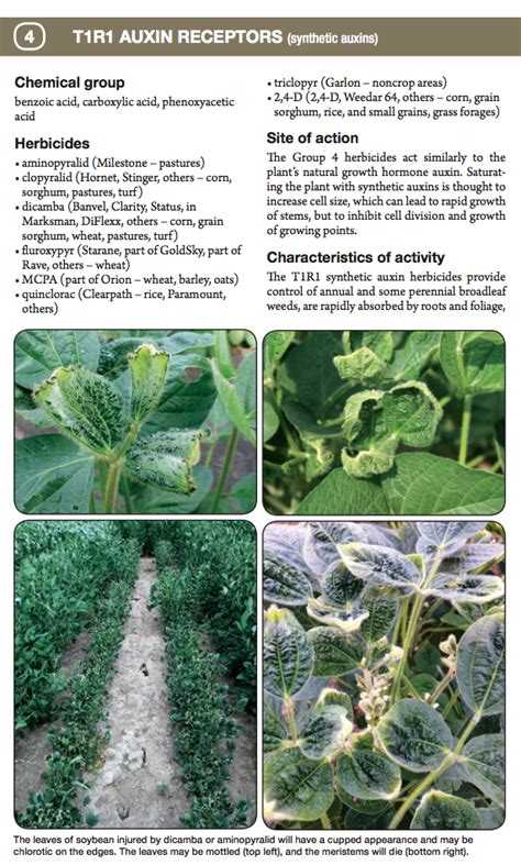 U Of Missouri Weed Identification And Herbicide Injury Guide